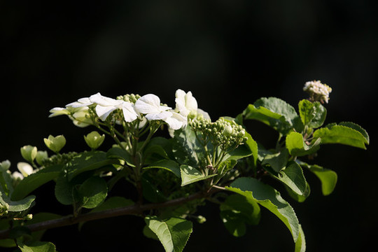 瓊花
