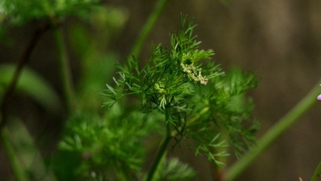 芫荽