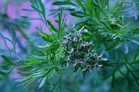 芫荽