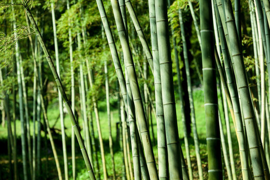 竹林