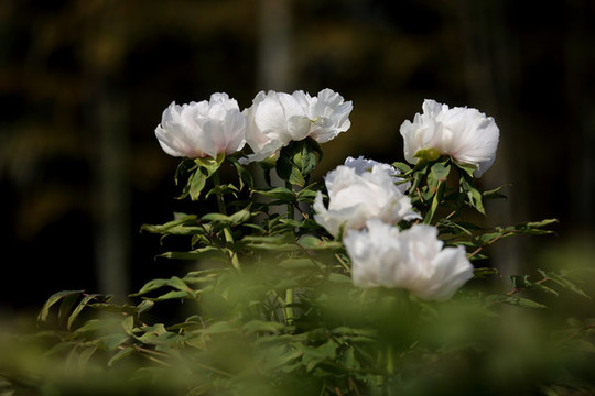 牡丹花