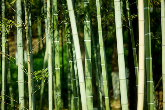 竹林