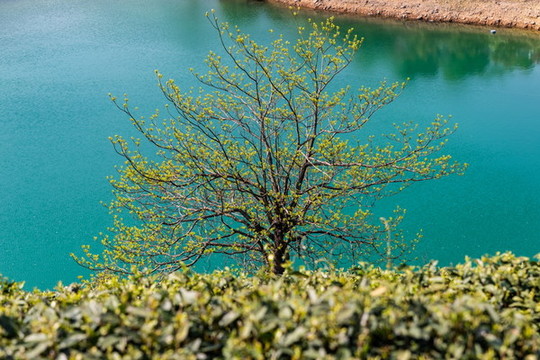 杭州龍塢茶園