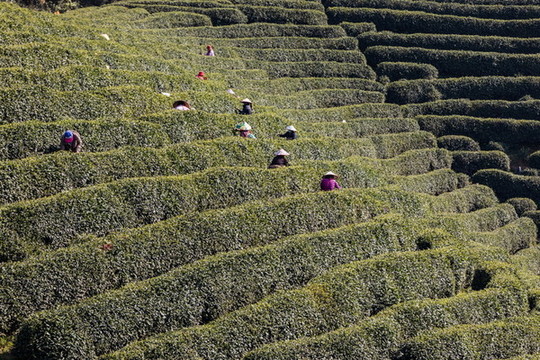 杭州龍塢茶園