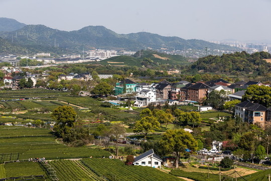 杭州龍塢茶園