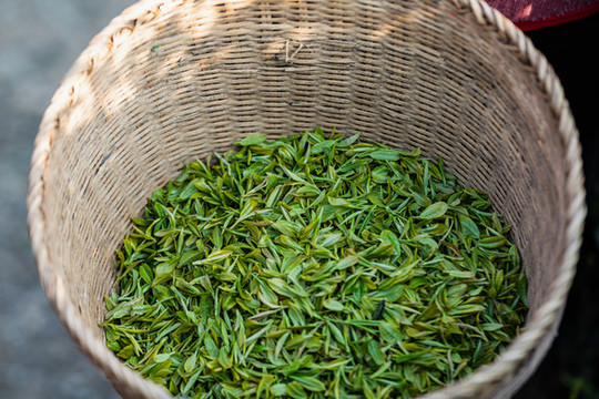 杭州龍塢茶園
