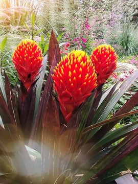 花卉