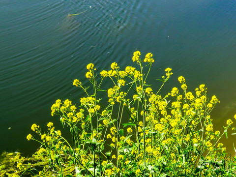 盛開(kāi)的油菜花