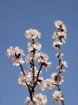 春天的桃花