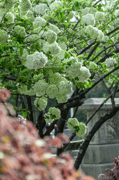 繡球花