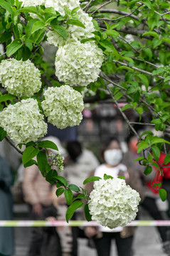 繡球花