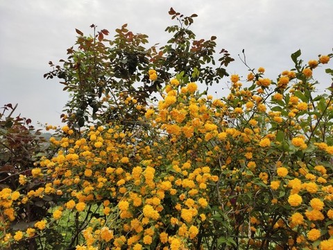 棣堂花