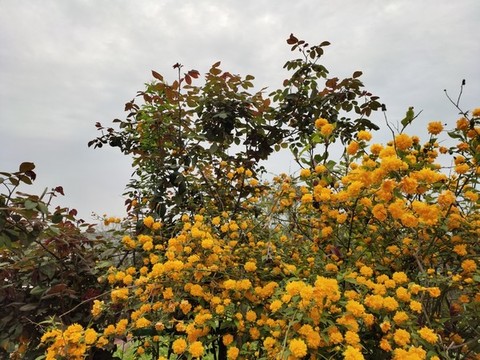 棣堂花