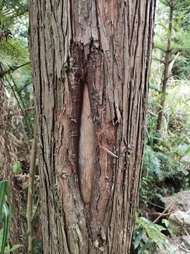 杉樹樹皮與樹洞