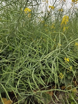 油菜種植
