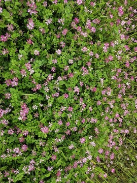 紫云英花