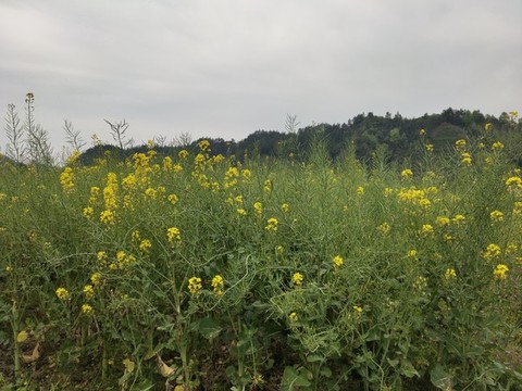 油菜種植