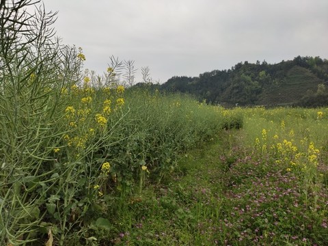 田里的油菜