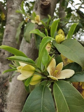 含笑花枝葉
