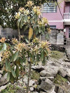八角樹