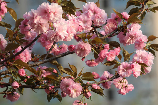櫻花