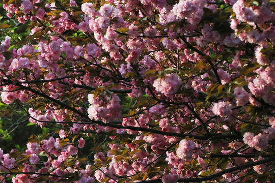 櫻花