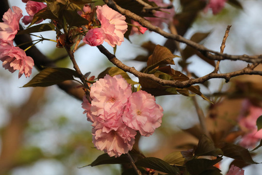 櫻花