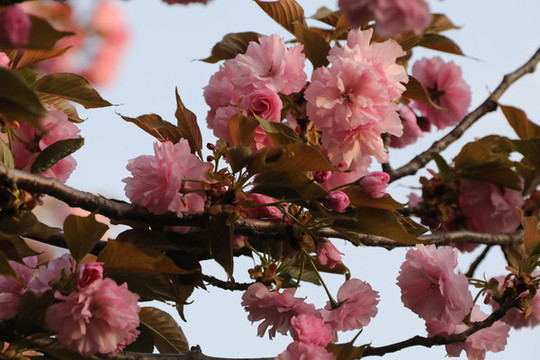 櫻花