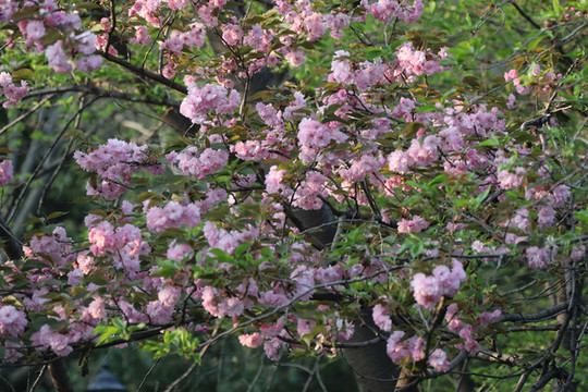 櫻花