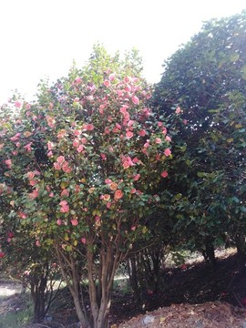 山茶花