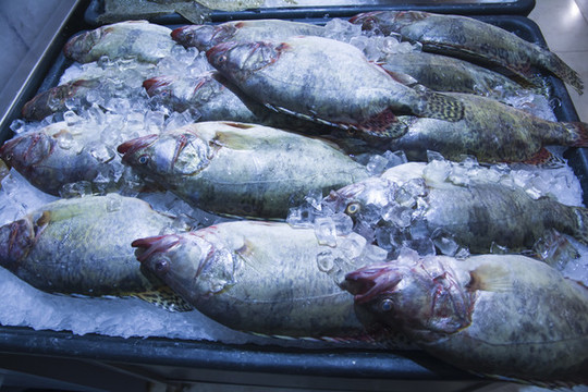 冰柜里的魚(yú)