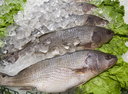 冰塊和魚(yú)