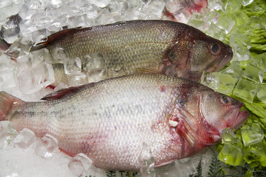 冷凍鮮魚(yú)