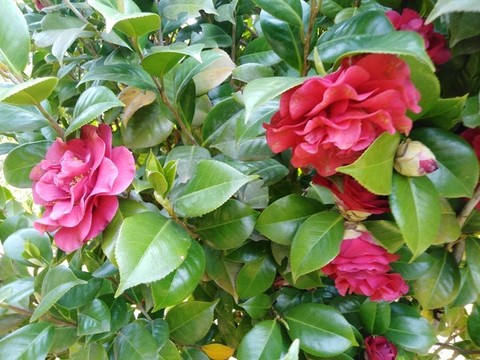 山茶花