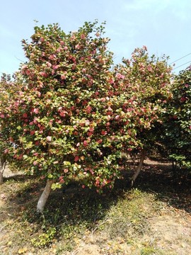 山茶花