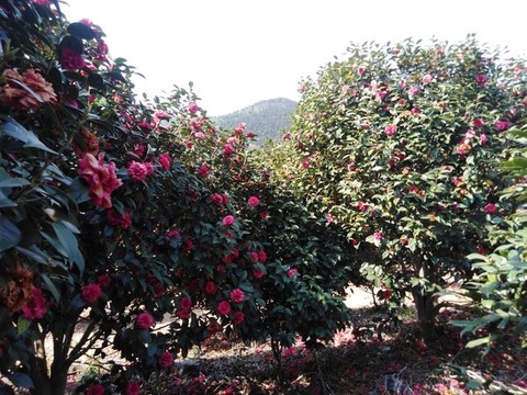 山茶花