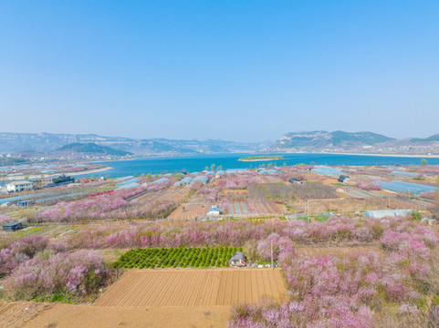 航拍濟南臥虎山水庫桃花盛開