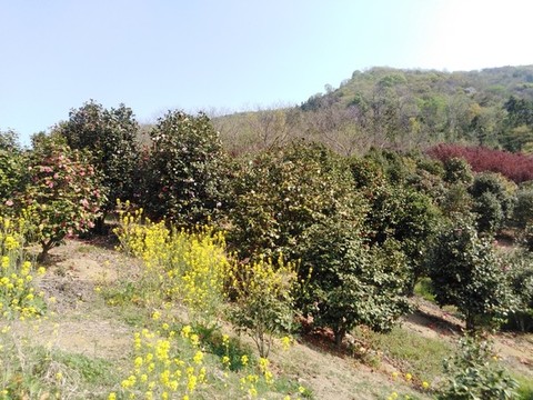 山茶花