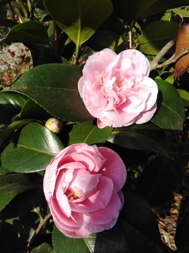 山茶花