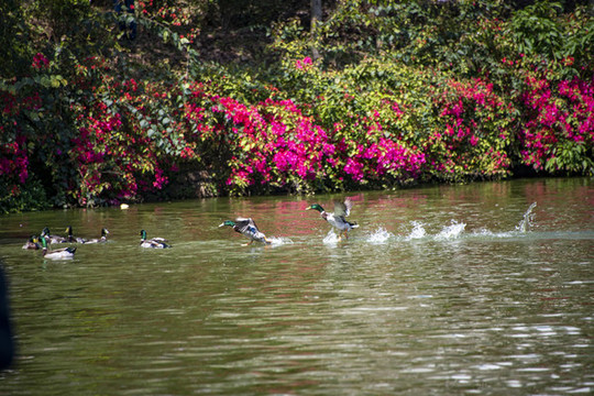 廣西梧州潘塘公園景色美