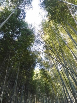 竹林