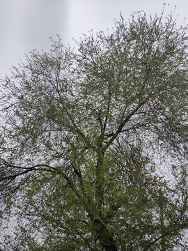 春天樹枝