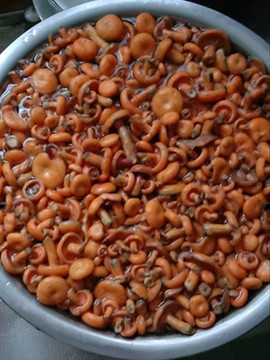 松樹(shù)菌