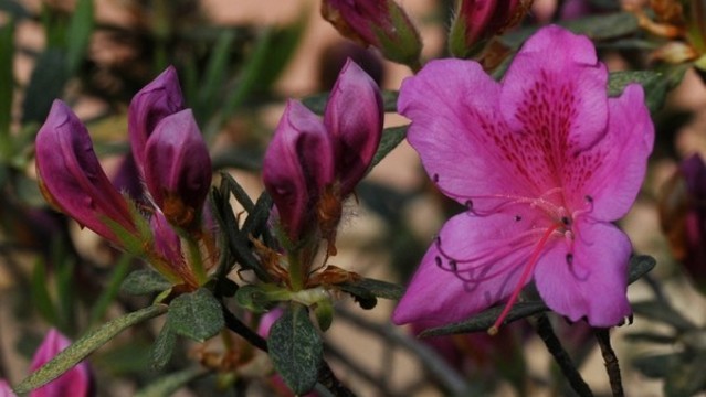 杜鵑花