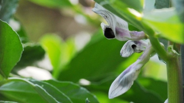 蠶豆花