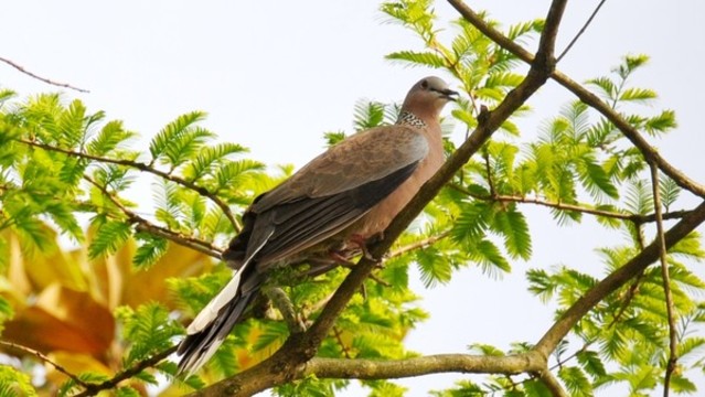 斑鳩