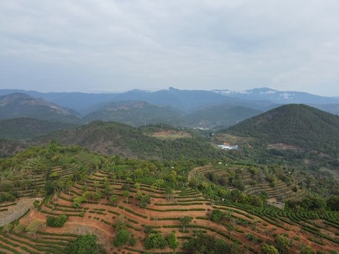 茶園