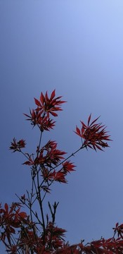 紅楓