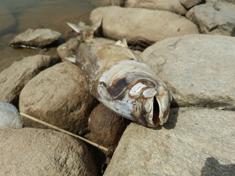 一條干煸的死魚(yú)