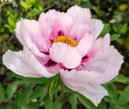 粉色牡丹花開富貴